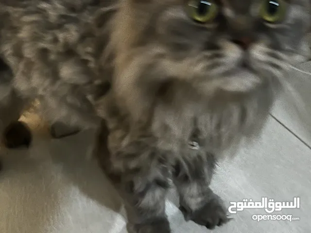 قطه شانشيلا للبيع مع اغراضها