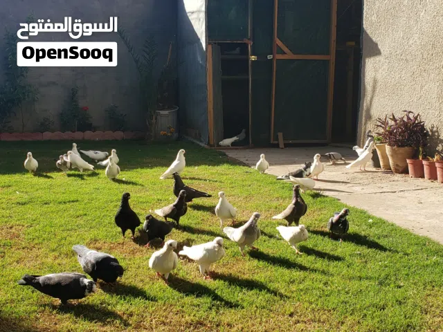 ارافل مشجرة قجم
