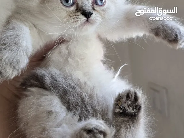 قطط مميزة جدا للبيع بسعر ممتاز