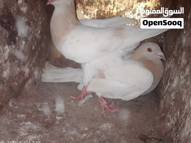 حمام البيع ايا طير على 3