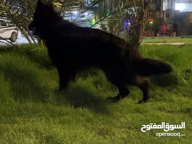 ذكر جيرمن شيبرد فول بلاك