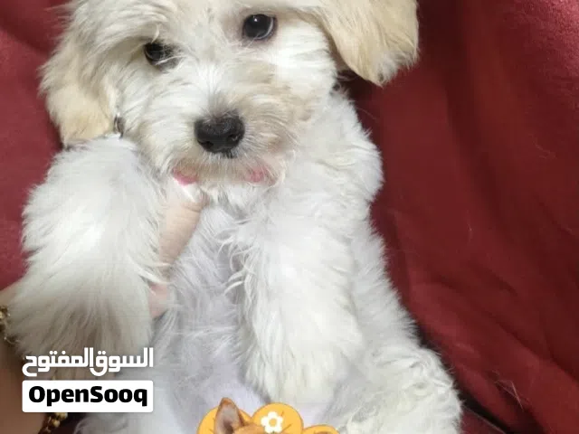 ميني مالتيز بنوتة جميلة وكيوت وشيك