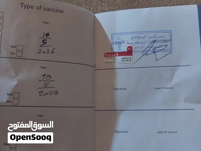 دكر لونق هير بالكتيب متاعه واخد كامل التطعيمات عمره 4 شهور موصفات الله ابارك المكان تاجوراء