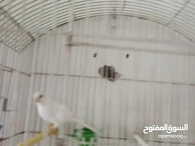 لعشاق طيور كنار