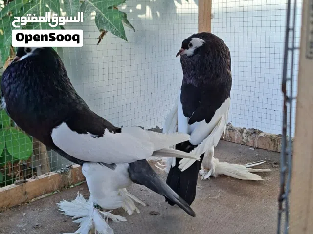 حمام نفاخ مسوبع لون اسود