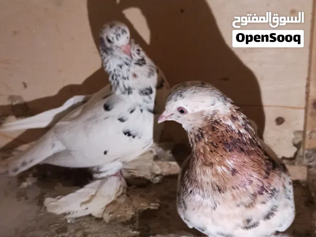 كوبيه هزاز مبروص للبيع