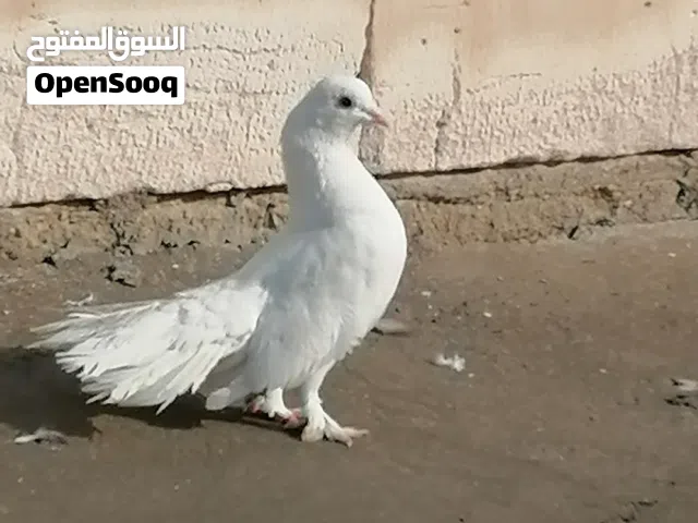 حمام عروس واحد للبيع 15