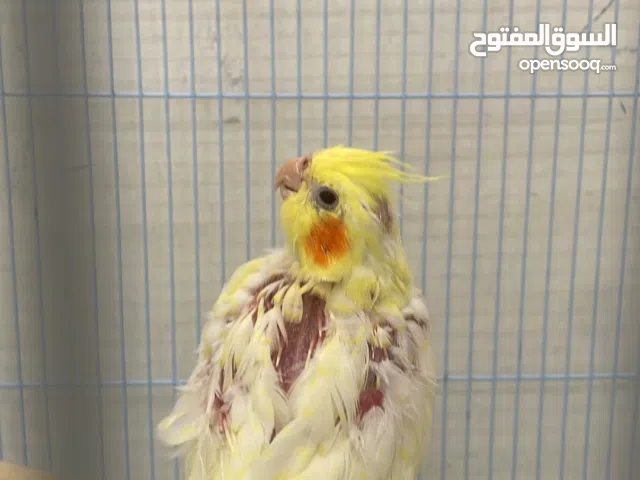 للبيع كوكتيل مو اليف تقدر تدربه للستفسار اكثر تعالو عل وا تساب تحصله تحت شوي