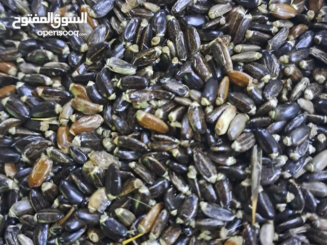 بذور الخرفيش او الخرشوف او شوكة الجمل