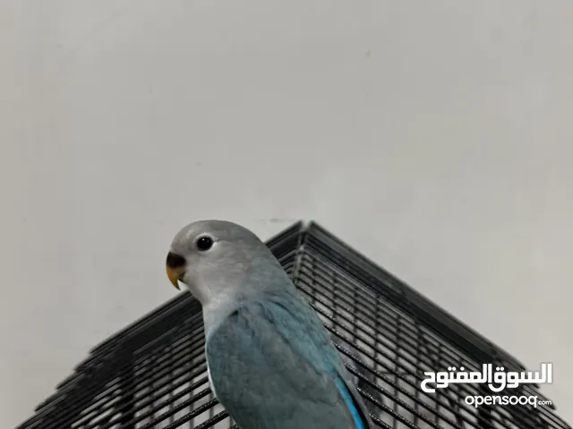 طير لف بيرد