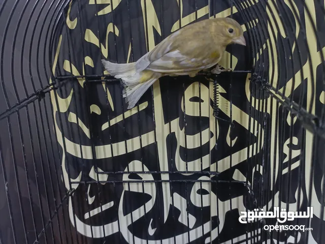 مخلفين فحول العمر 6 اشهر جواسب واحد على زيتي واحد على بني