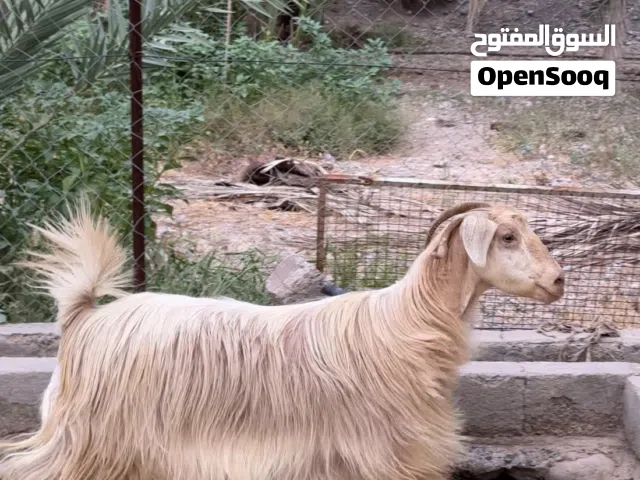 حلال جامودي طيب بو يدور زين حال تربيه او ذبح . الوصف مهم