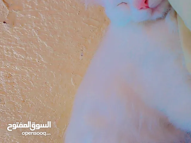 قطة اليفة وهادئة وجميلة