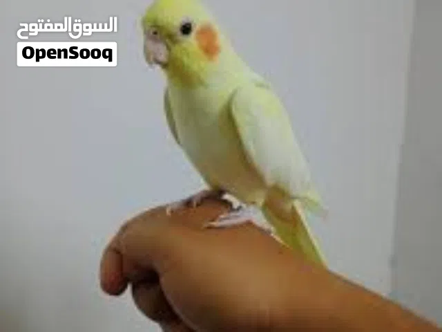 كوتيلات اليفة للبيع بعمر شهرين