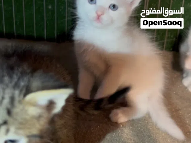 اربعه قطط
اتصل ع رقم