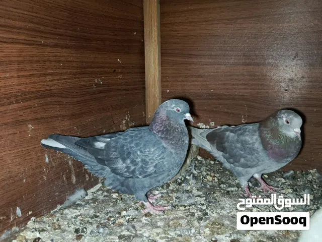 حمام لوت عدال رس حمام طيب انه مبطل مطيار اذا اكو زينه اراوس بس كون حمام حلو