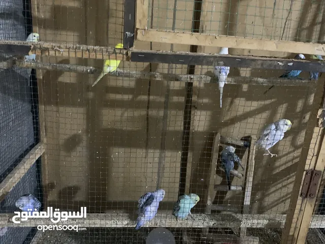 طيور حب للبيع