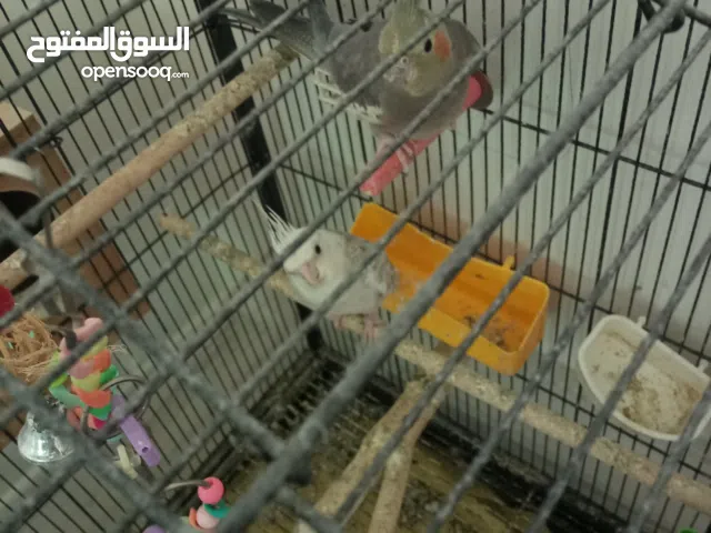 بغباء كوكتيل