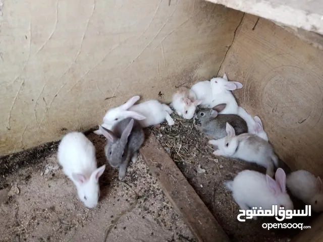 أرانب و ديوك و فقاسة للبيع