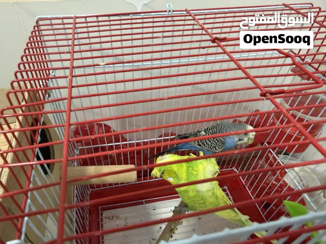 جوز طيور حب منتج