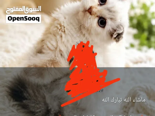 قطط لي بيع الموقع تعز الحوبان