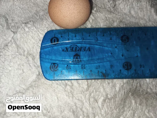 للبيع.. بيضة دجاج "كروية" نادرة جداً (هواة النوادر)