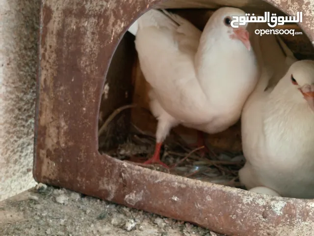 حمام مالطي وفرنسي لاحم للبيع