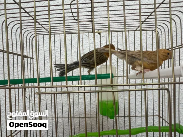 جوز كنار تبارك الرحمن