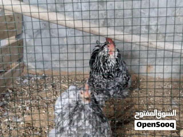 كوبيا استرالي للبيع وكوبيا براهما