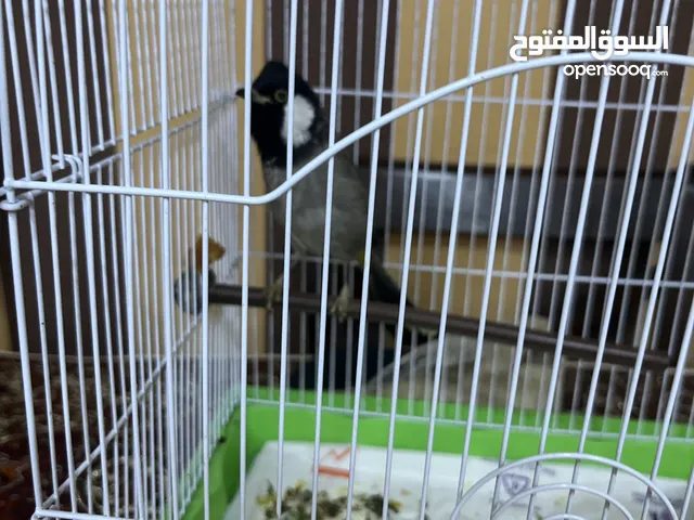 بلبول بحريني