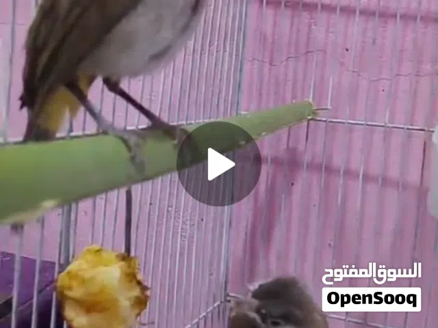 السلام عليكم بلبل ربه البيع حلوات