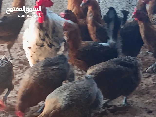 دجاج فيومى ذهبي