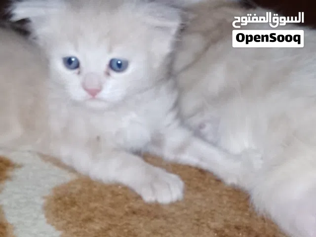 قطه وبنتها للتبني