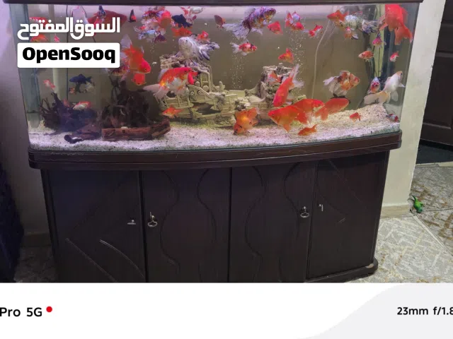 حوض سمك اجنبي متر ونص للبيع او للبدل على حوض كريستال