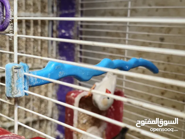 25 جوز زيبرا هاف اورانج سعر الجوز
