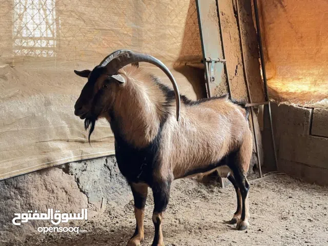 فحل  وعل حق إنتاج