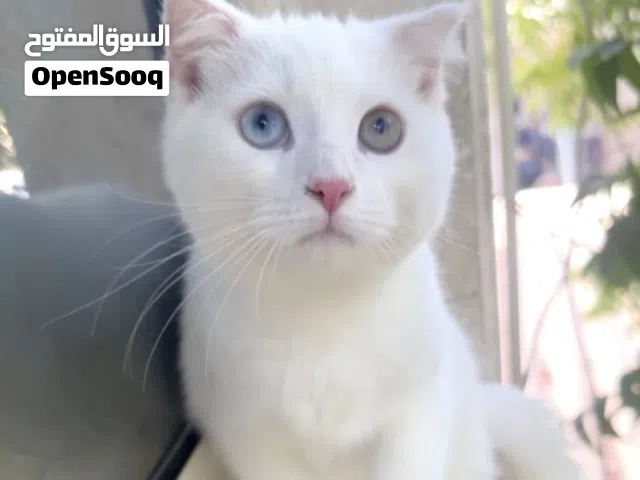 White Scottish fold