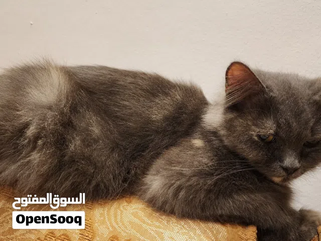 قطة انثى للتبني