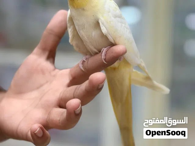 I have this yellow cocktail friendly hand breeding
