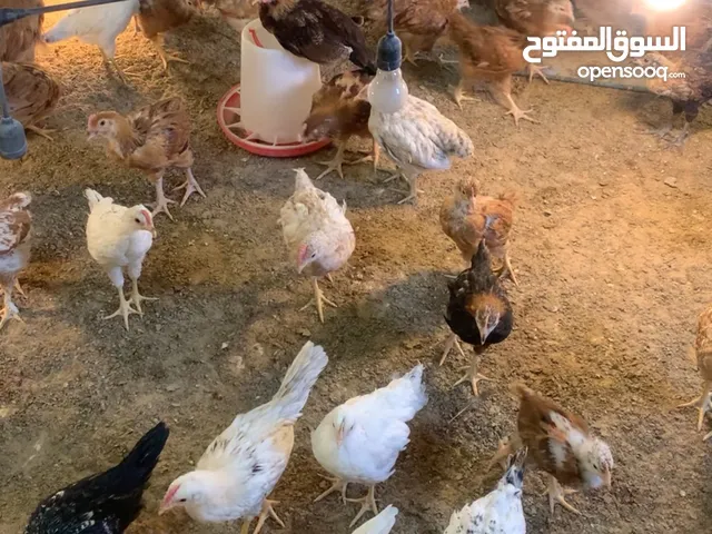 دجاج محلي وفرنسي وفيومي