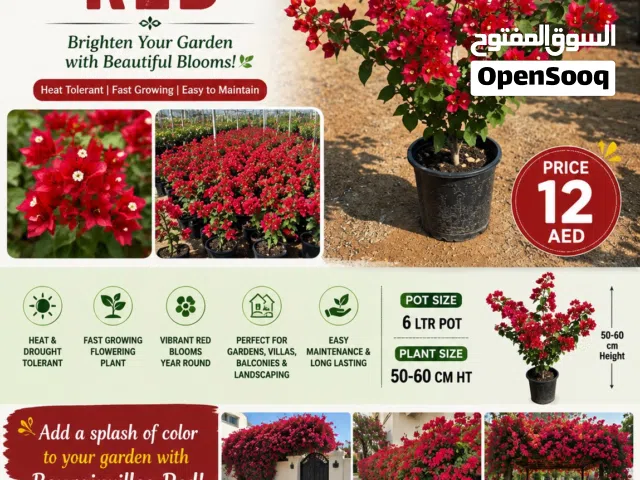 Bougainvillea Red – Vibrant Flowering Plant