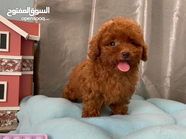 toy poodle puppies male and female