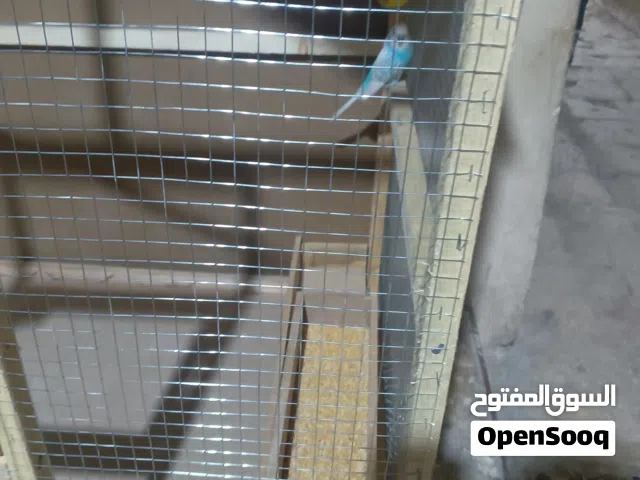 مطير مع جوز حب