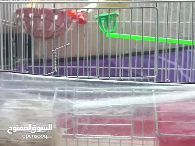 كنار جواز شغاله تحتهم بيض