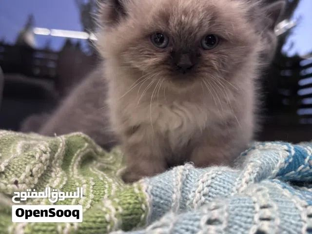 قطه هملايا للبيع