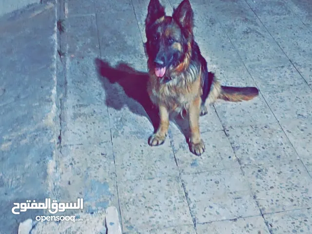 كلبة جيرمن شبرد بيوور كسحه عظم عريض