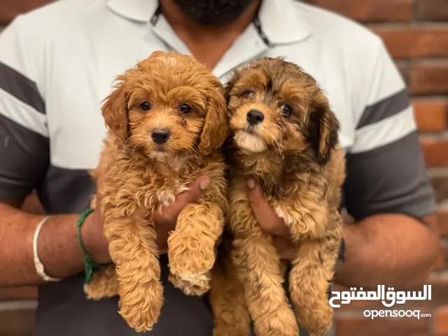 pure maltipoo puppies