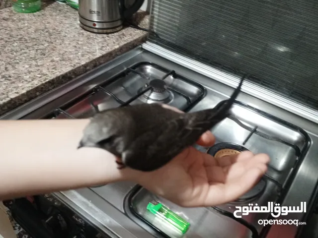 طائر الابابيل