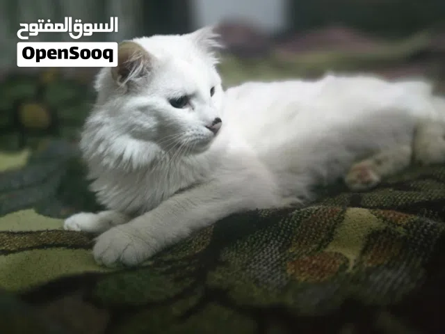 قط شيرازي مكس تركي ذكر
