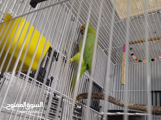 ببغاء نوع دوره للبيع عمره 4 شهور او للبدل على كلب جرو جيرمن